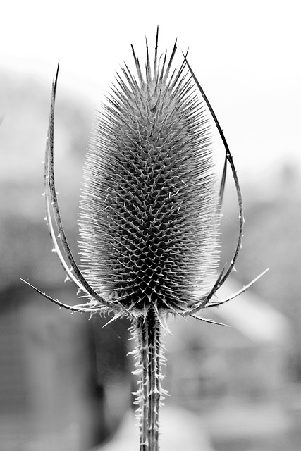 Teasel 结构体 自然 - 上的免费照片