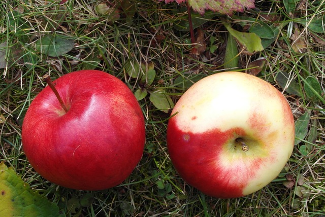 苹果 成熟 水果 - 上的免费照片