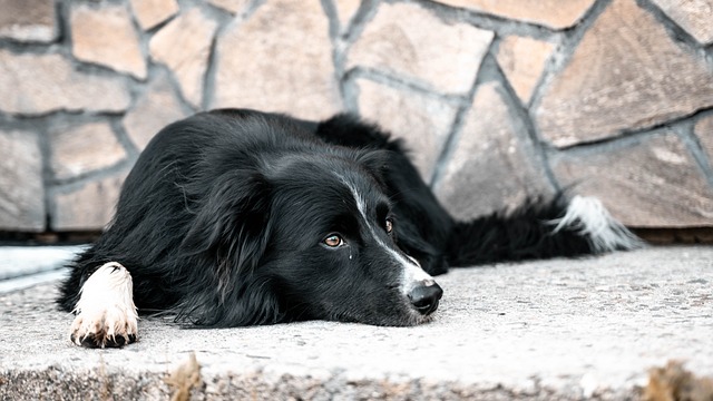 狗 Bordercollie 动物 - 上的免费照片