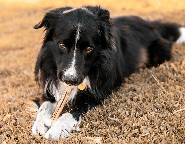 狗 Bordercollie 动物 - 上的免费照片