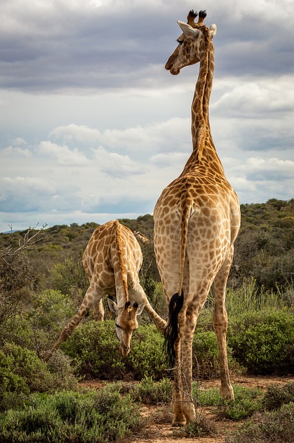 长颈鹿 动物 自然 - 上的免费照片
