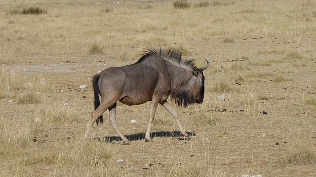 纳米比亚 Gnu 自然 - 上的免费照片