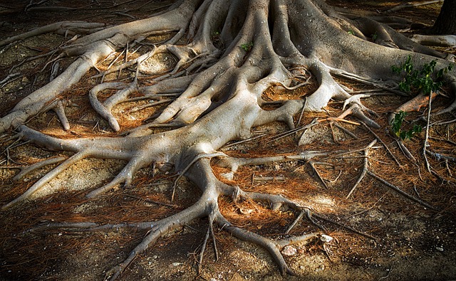 根的树 木头 皮质 - 上的免费照片