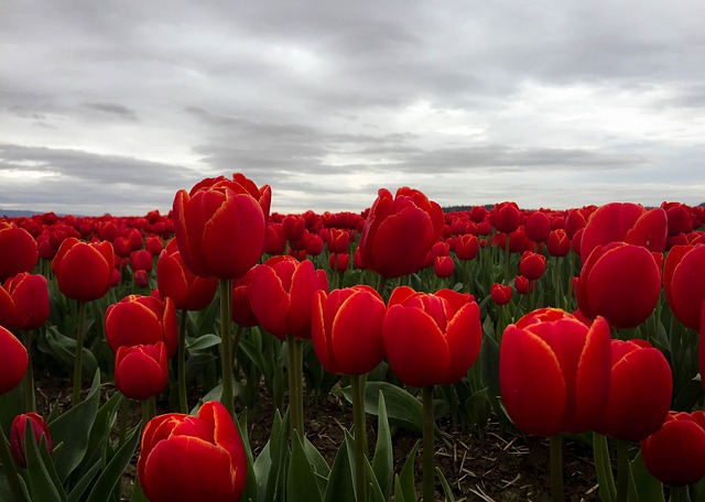 郁金香 花朵 红色的 - 上的免费照片