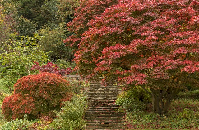 落下 印度夏季 树木 - 上的免费照片