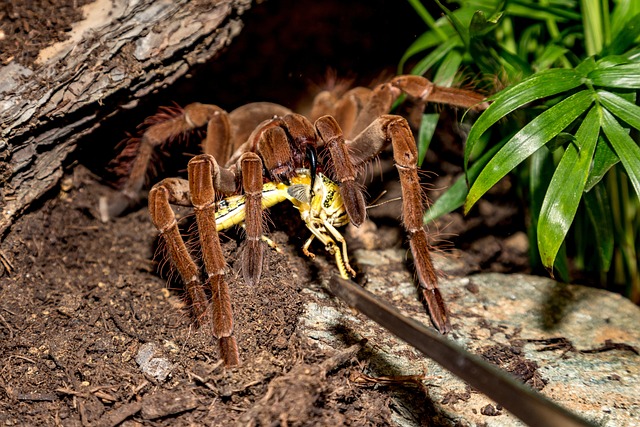狼蛛 Theraphosa 蜘蛛 - 上的免费照片