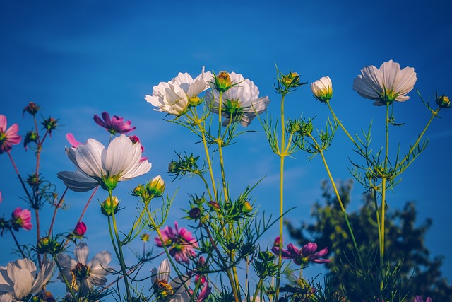 Cosmea 花 盛开 - 上的免费照片