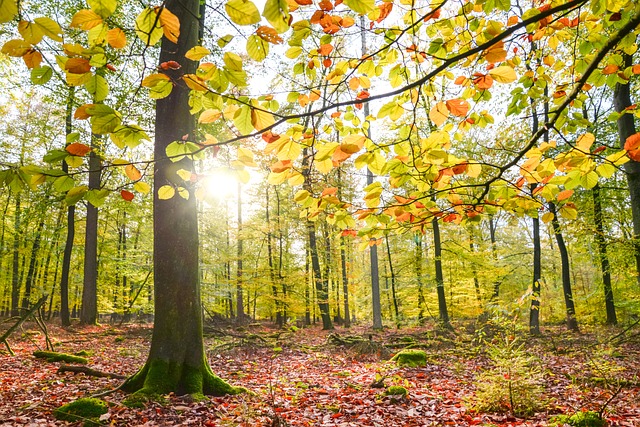 森林阳光 太阳 自然 - 上的免费照片