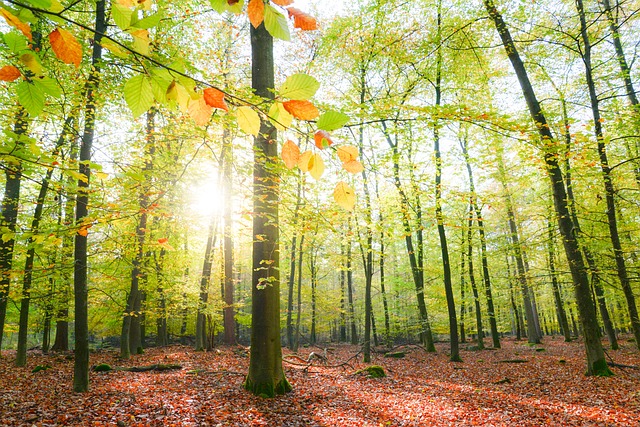 森林阳光 太阳 自然 - 上的免费照片