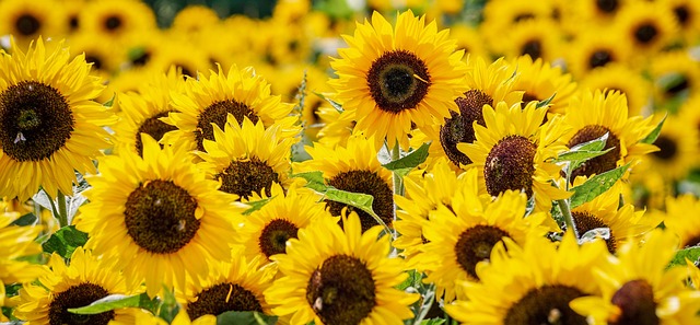 向日葵 花朵 向日葵的字段 - 上的免费照片