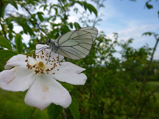 毒气 蝴蝶 山楂绢粉蝶 - 上的免费照片
