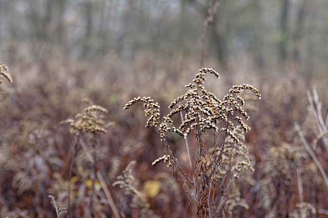 一枝黄花 Naw?ocie 秋天 - 上的免费照片