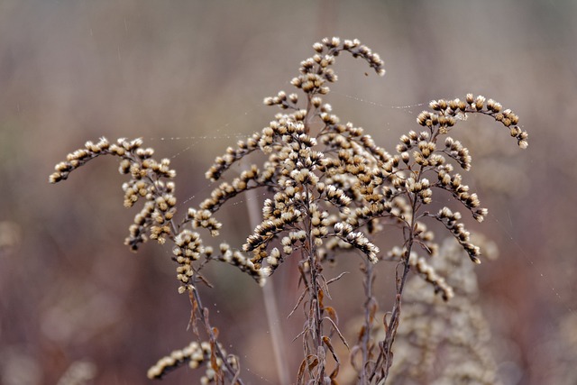 一枝黄花 Naw?ocie 秋天 - 上的免费照片