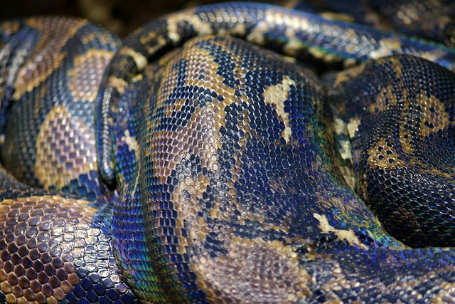 蛇皮 Python 网蟒 - 上的免费照片