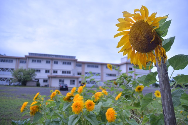 向日葵 鲜花 黄色 - 上的免费照片