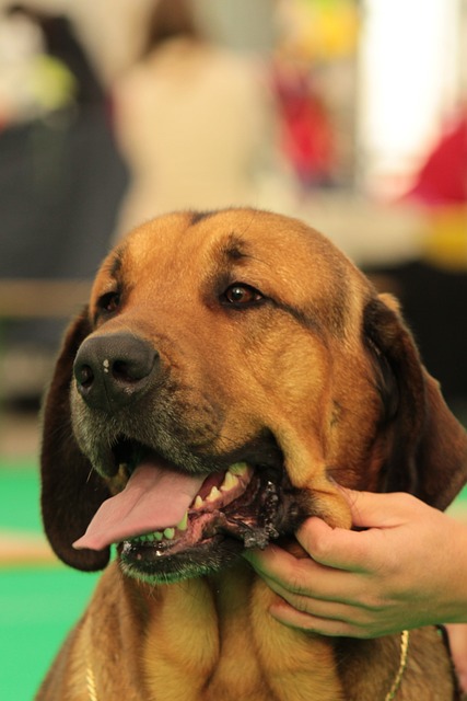 狗 宠物 Dogshow - 上的免费照片