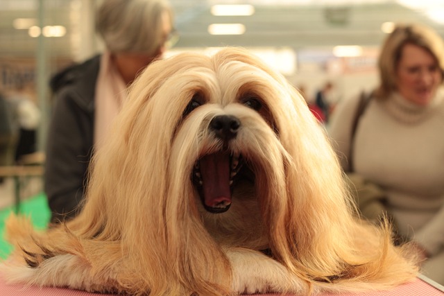 Dogshow 狗 毛茸茸 - 上的免费照片