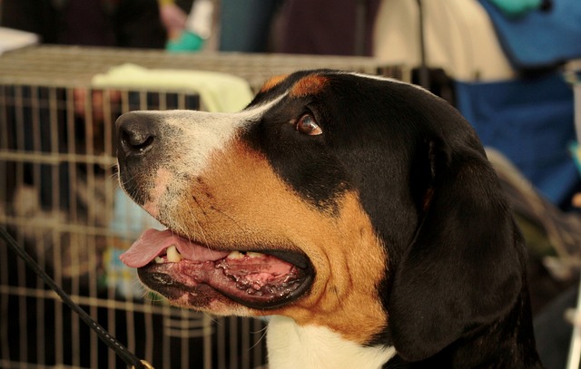 Dogshow 波黛 狗 - 上的免费照片