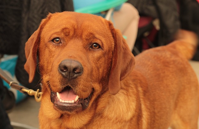 Dogshow 狗 猎犬 - 上的免费照片