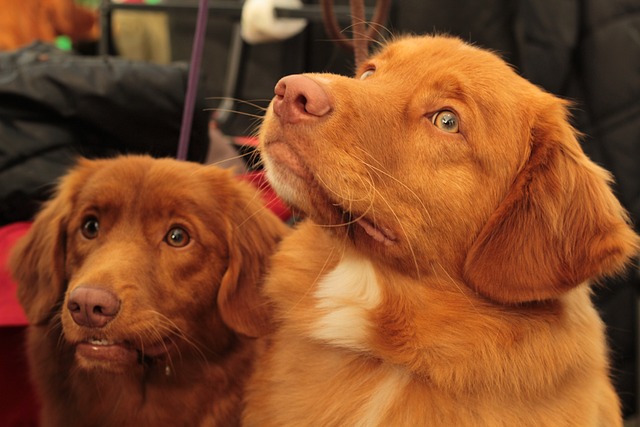 Dogshow 宠物 狗 - 上的免费照片