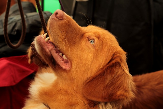 Dogshow 宠物 狗 - 上的免费照片