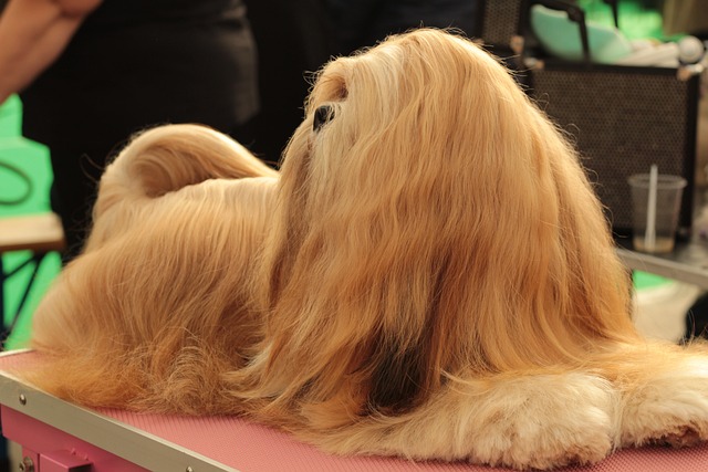 Dogshow 狗 宠物 - 上的免费照片