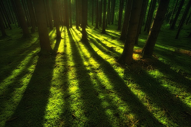 森林 荒野 树木 - 上的免费照片