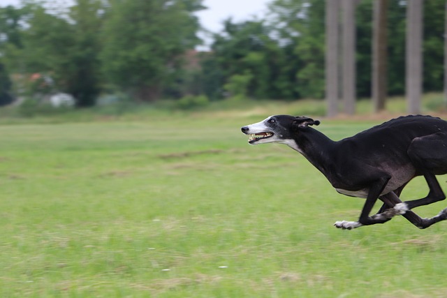 Galgo 西班牙平涂 西班牙灵狮 - 上的免费照片