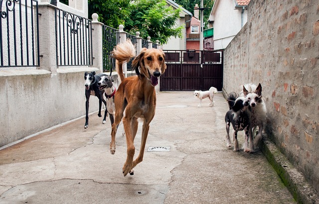 猎狗玩 Sighthounds Galgo - 上的免费照片