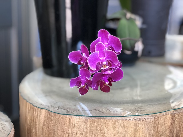 紫色 蘭花 美麗 - 上的免费照片