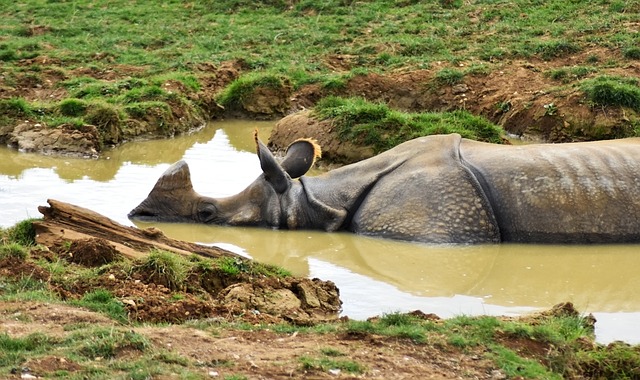 犀牛 非洲 动物 - 上的免费照片