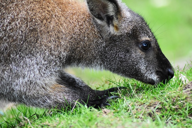 小袋鼠 动物 澳大利亚 - 上的免费照片
