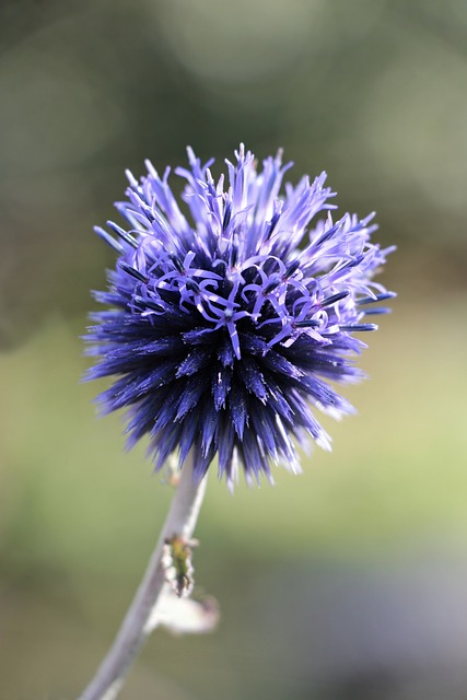 球蓟 Echinops 植物 - 上的免费照片