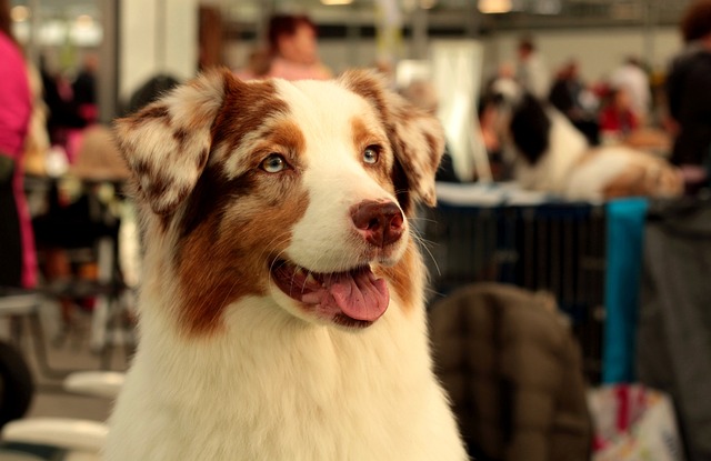 狗 宠物 Dogshow - 上的免费照片