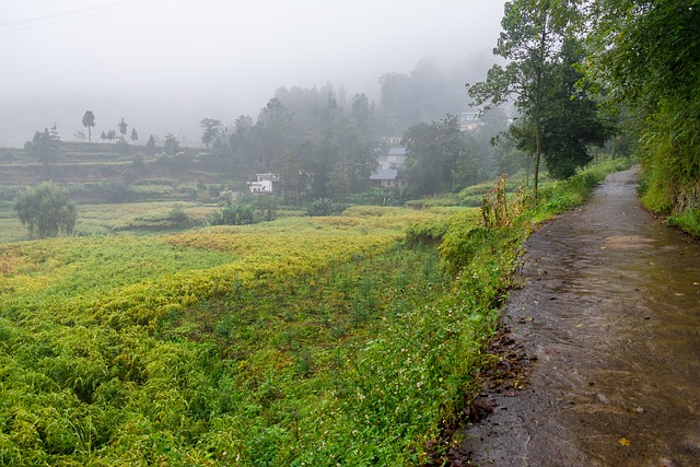 雾 细雨 小路 - 上的免费照片