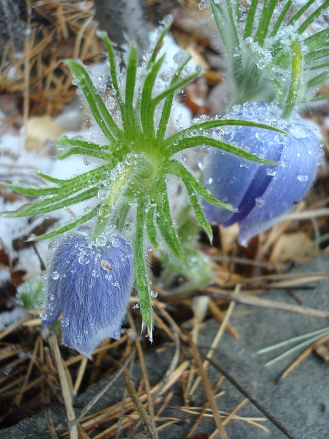 雪花莲 报春花 春天 - 上的免费照片