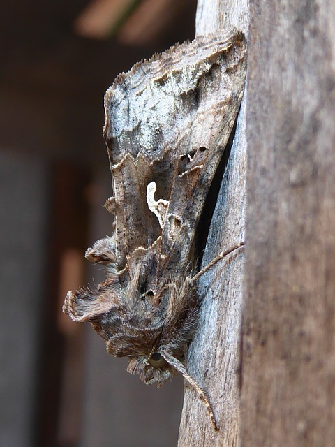 伽马 Noctuinae 存根 Stub 宏 - 上的免费照片