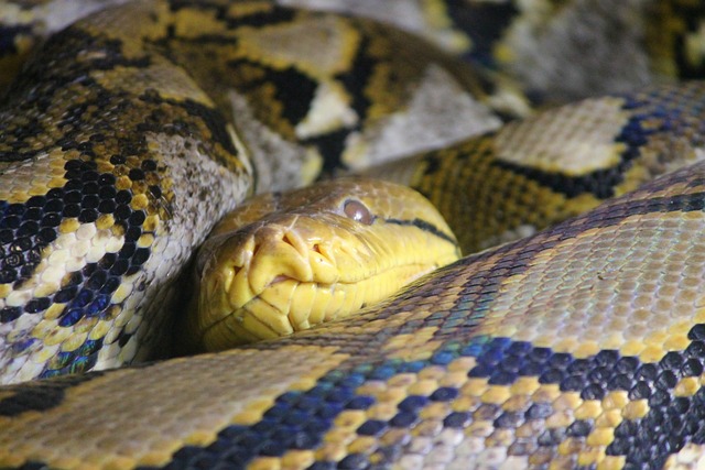 蛇皮 Python 网蟒 - 上的免费照片