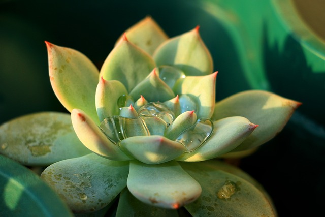 Echeveria Agavoide 绿色 - 上的免费照片