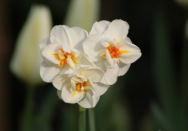 水仙温斯顿 丘吉尔爵士 水仙花 春天 - 上的免费照片