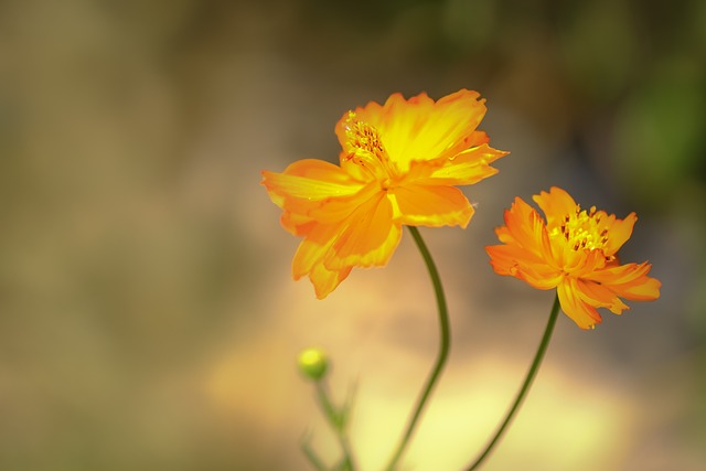 橙色的 太阳 花瓣 - 上的免费照片