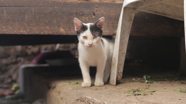 猫 鳄鱼 佳得乐 - 上的免费照片