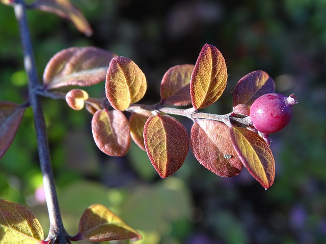 Symphoricarpos 灌木 叶 - 上的免费照片