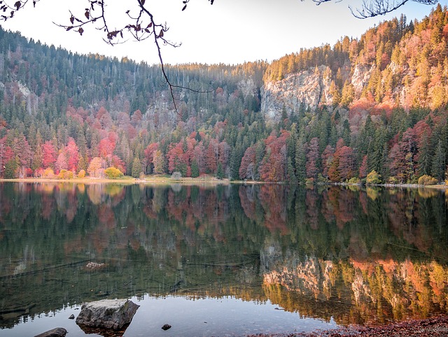 湖 Waldsee 森林 - 上的免费照片