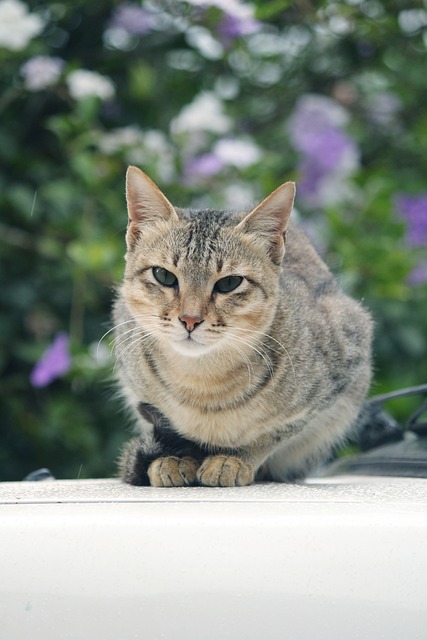 猫 印度猫 雄伟 - 上的免费照片