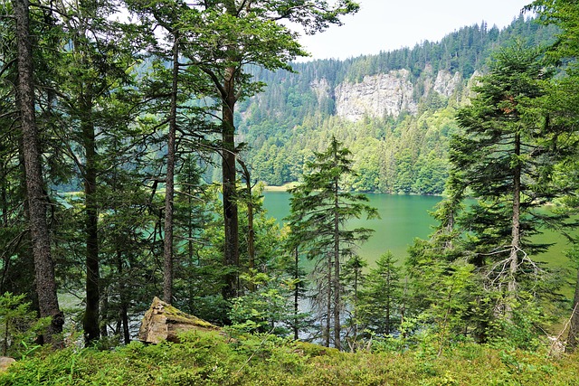 森林 Feldberg 景观 - 上的免费照片