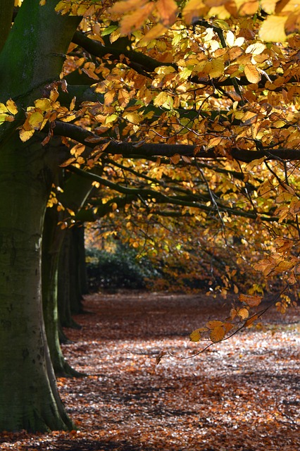 林 秋季 景观 - 上的免费照片