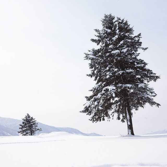 雪景 叙事 树 - 上的免费照片