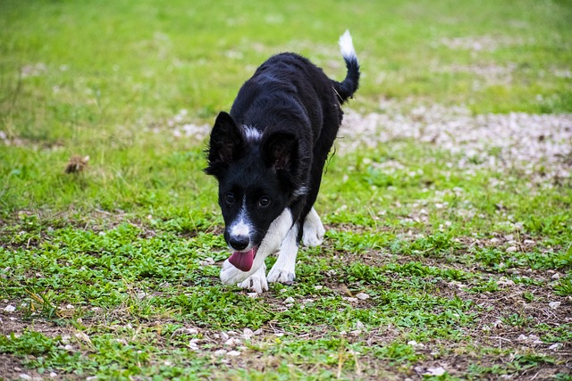 Cleo Bordercollie 狗 - 上的免费照片