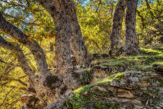 树 树干 自然 - 上的免费照片